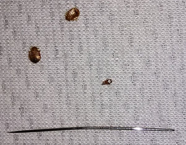 Bed Bugs On Mattress And Process For Removal bed bugs on mattress