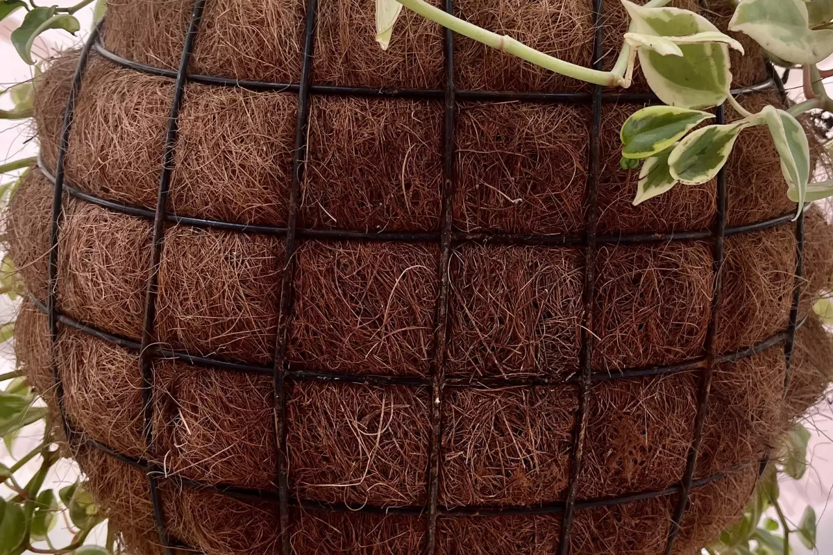 coir bundled in rope and hanging.